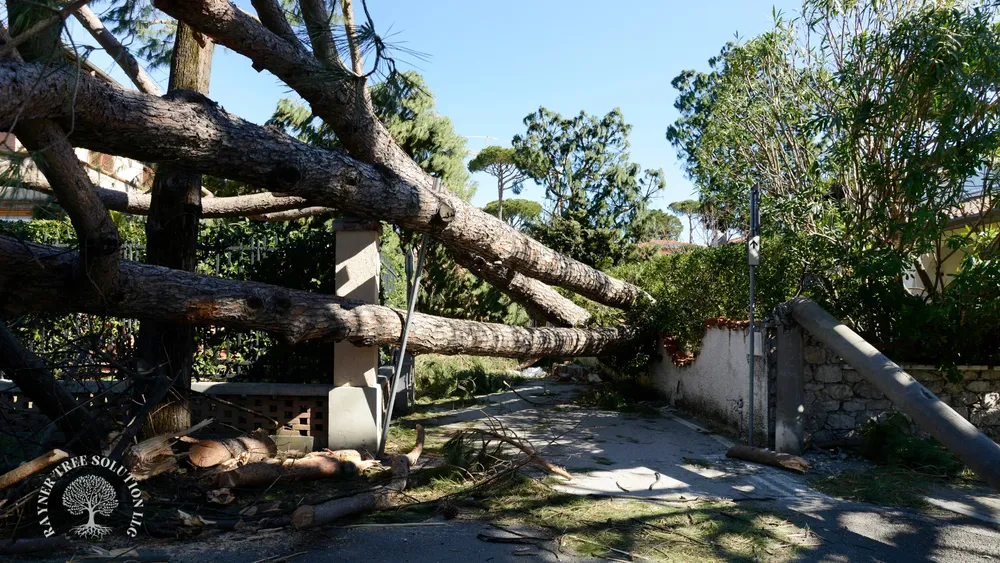 Diseño sin título (56)